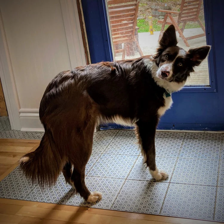 Dog standing on a tiled floor in front of a blue door