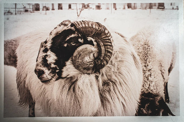 Close-up of a ram with large horns in a snowy landscape