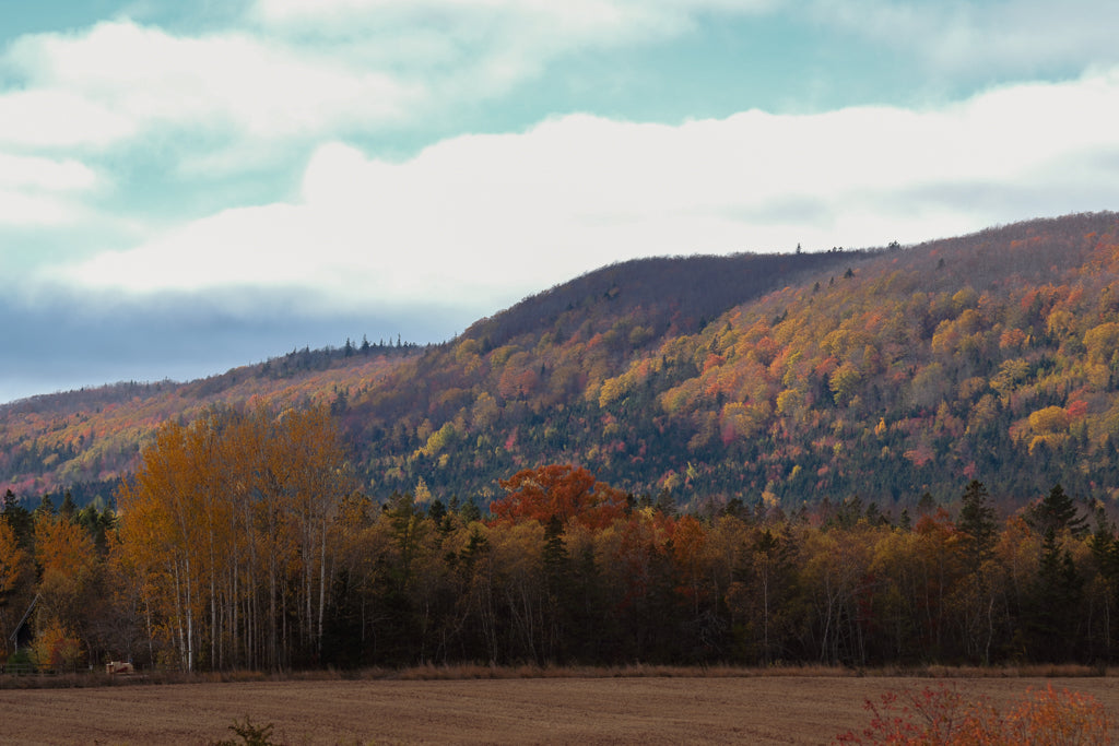 Autumn mountain landscape with hills covered in yellow, orange, and green trees under a cloudy blue sky, with a brown field in the foreground.