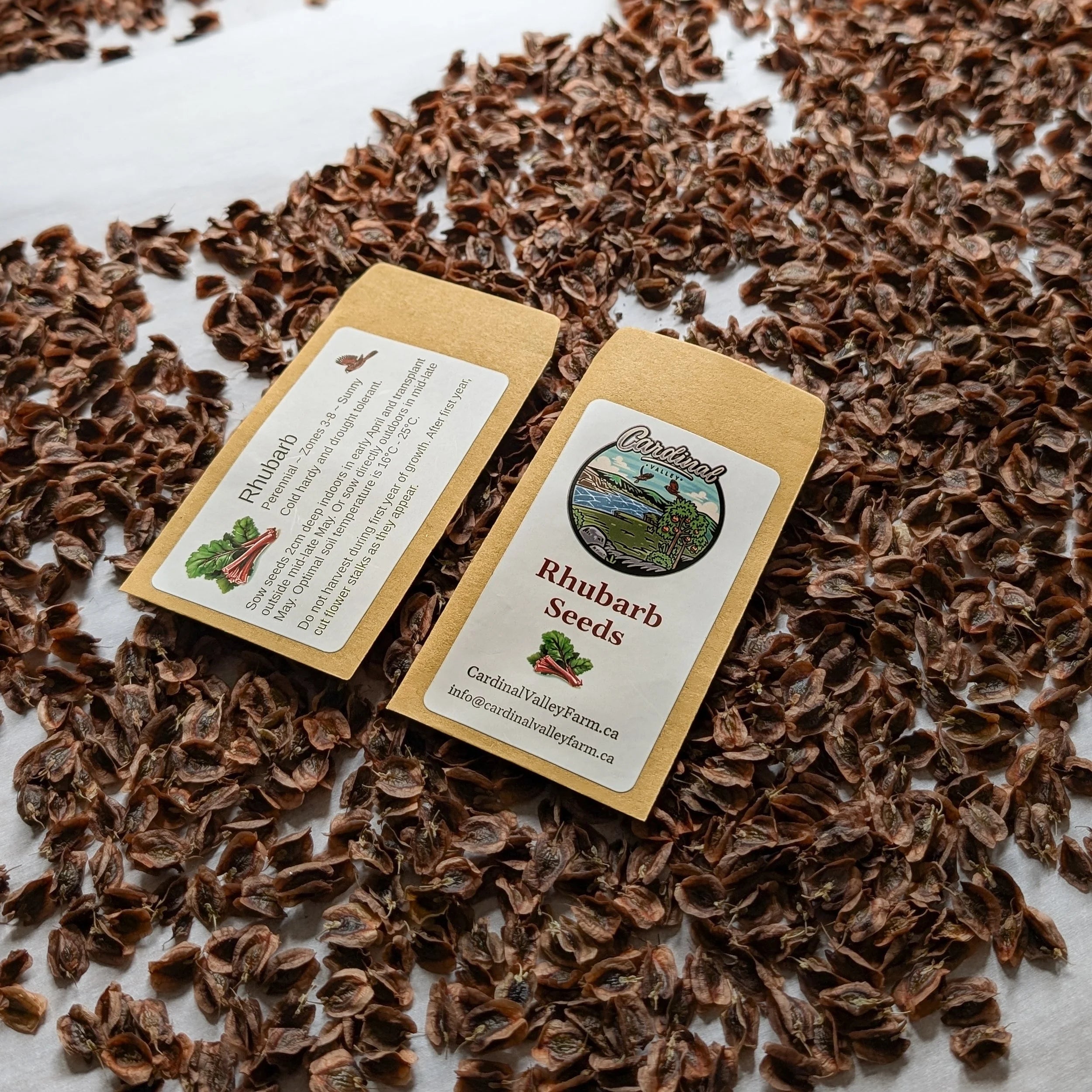Two packages of rhubarb seeds on a bed of dried rhubarb leaves.
