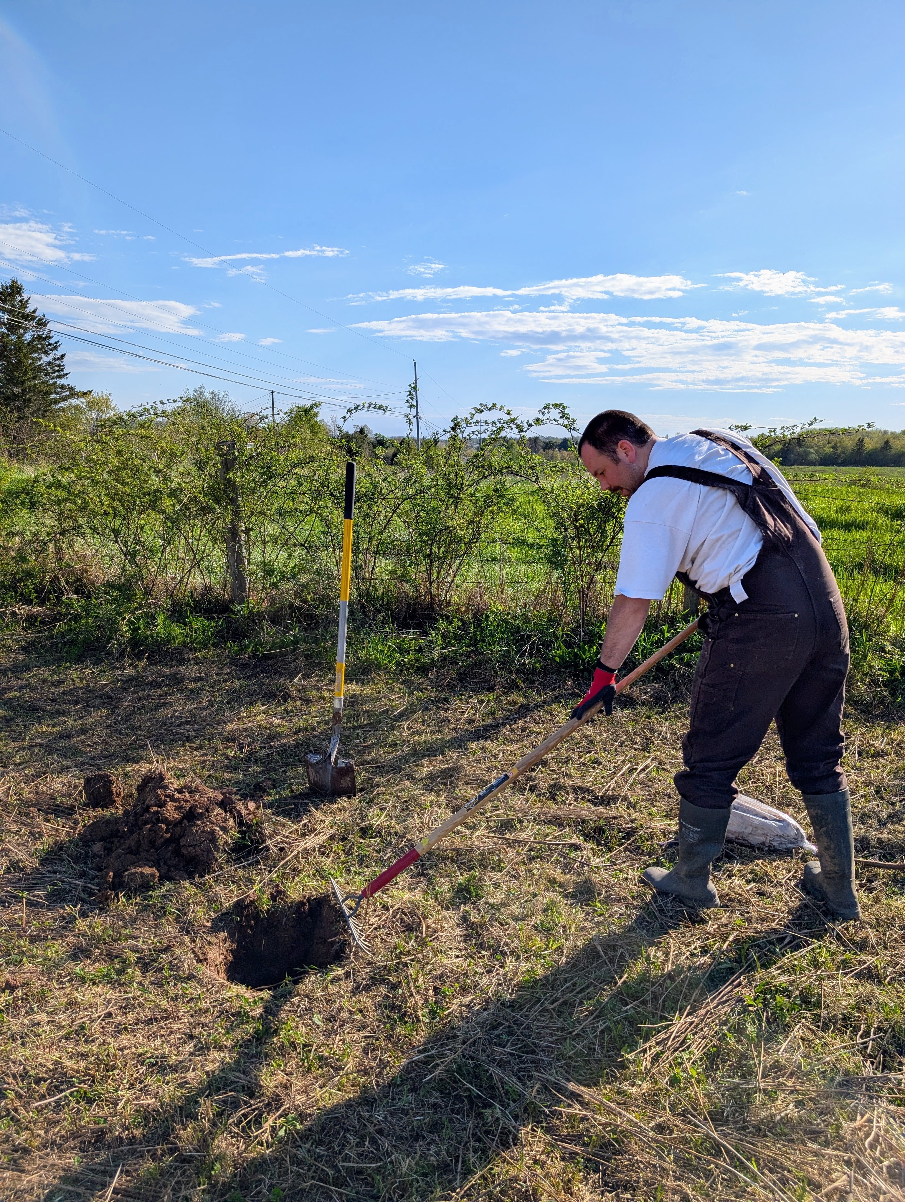 Farming planting a peach tree