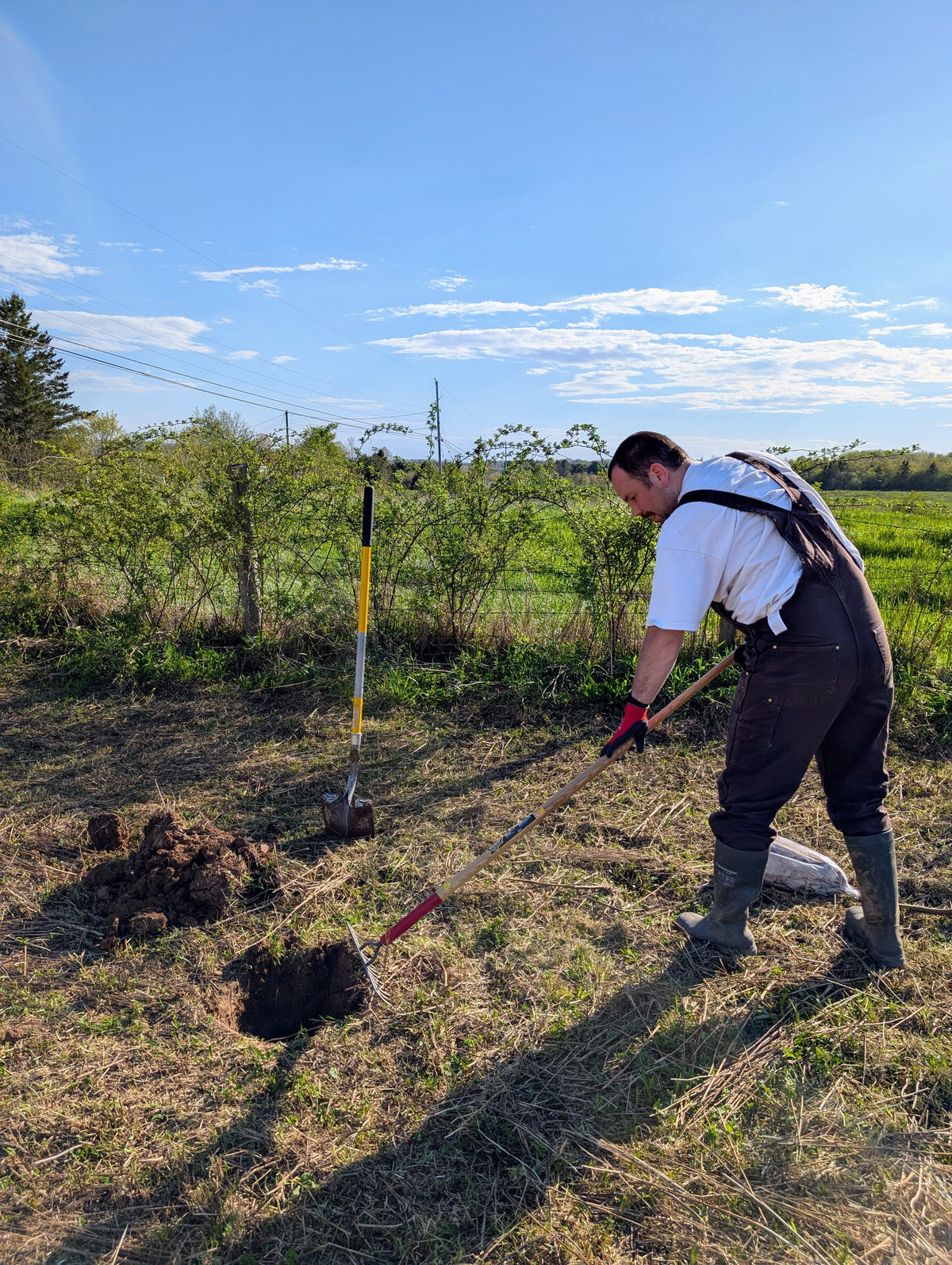 Farming planting a peach tree